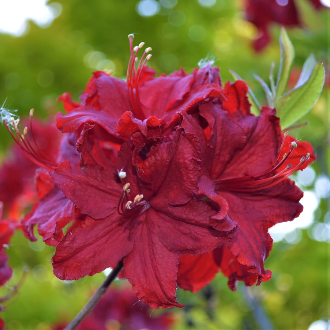 Wallowa Red